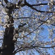 さくらこの画像