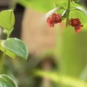 teteの画像