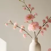 sakuraの画像