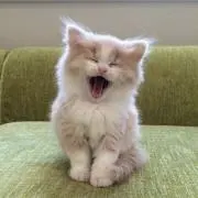 ねこ。の画像