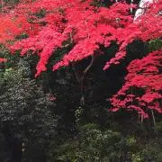 星と月の画像