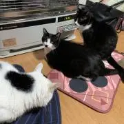うるはの画像