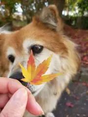 れおのすけ