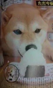 コロえもんの画像