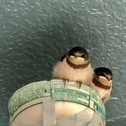 kokiaの画像