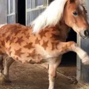poooo___の画像