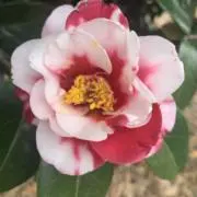 N.カントの画像