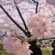 かのこの画像