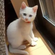 きなはなの画像