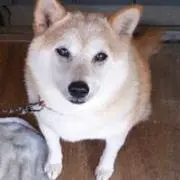 Haradooooの画像