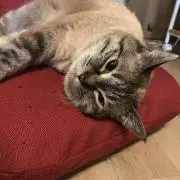 くろさん