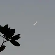 みーみ