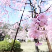 Reinaの画像
