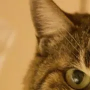 ねこのめの画像