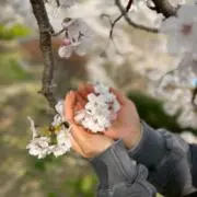 みーたんの画像