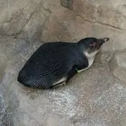 こだの画像