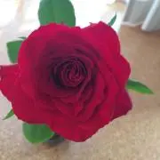 福子の画像