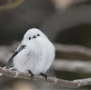 しまえなが