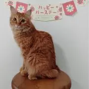 こむぎ