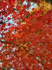 でこ