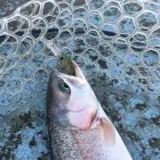 いなだの画像