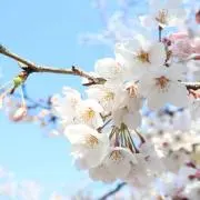 ましろの画像