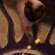 みゆ