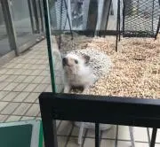 くるると