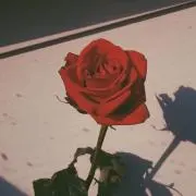 すもも*