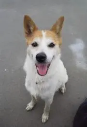 たろの画像