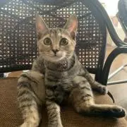 むぎ猫