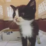 のんたけの画像