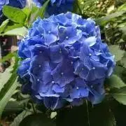やや