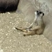 ミーアキャットの画像