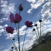 まひちゃんの画像