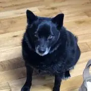ひらめちゃん
