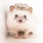 のんの画像