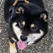 コテツの画像