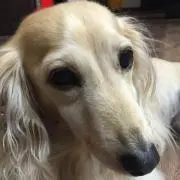 aiの画像