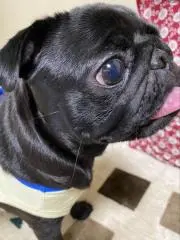 こむぎの画像