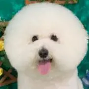 ほたての画像