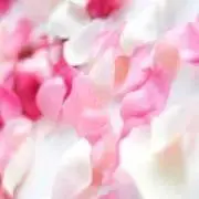 Momotyの画像