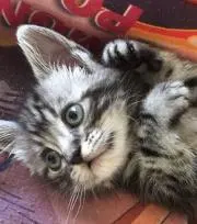 ころころの画像