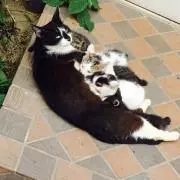 Naaの画像