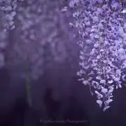 ゆう