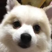 アカフジ