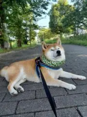 ともみの画像