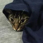 トークの画像