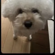 りんの画像