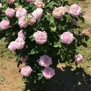 ほほねね
